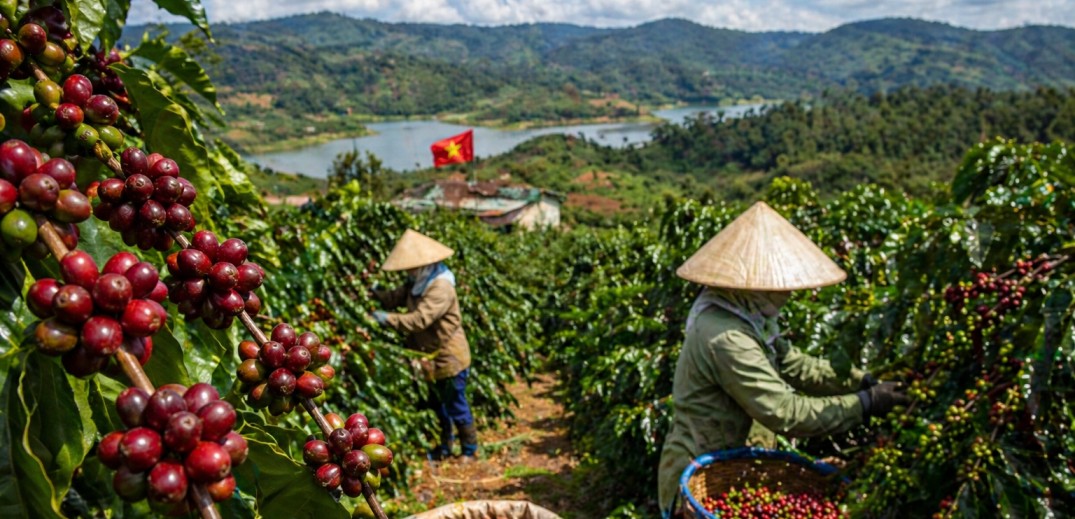 Plantación de café robusta en Vietnam